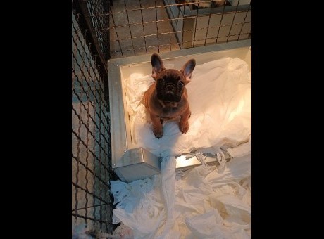 1  frbulldoglj0126.jpg